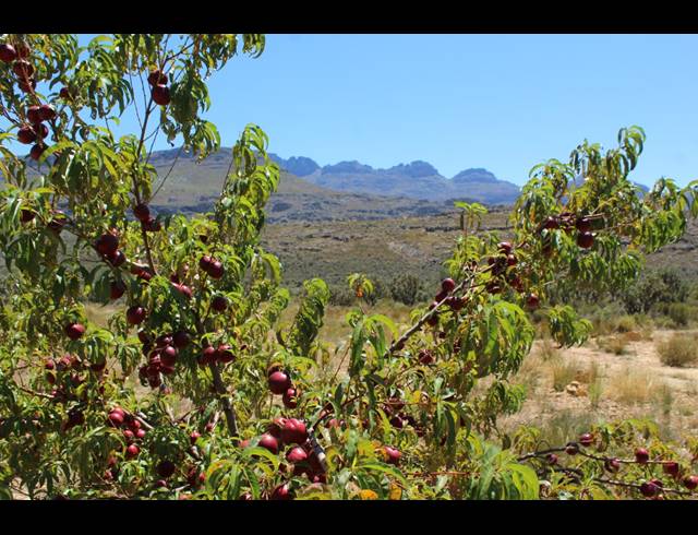 86HA FARM FOR SALE IN CERES RURAL